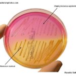 AGAR MANITOL SALADO (MANNITOL SALT AGAR BASE) 500 GR