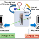 DENGUE VIRUS NUCLEIC ACID DETECTION KIT 96T (FLUORESCENT PCR)