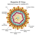 HEPATITIS B VIRUS / HEPATITIS C VIRUS / HUMAN IMMUNODEFICIENCY VIRUS TYPE 1 NUCLEIC ACID DETECTION KIT (FLUORESCENCE QUANTITATIVE PCR) 24T.