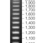 LADDER DNA 100BP(100BP DNA STEP LADDER) -