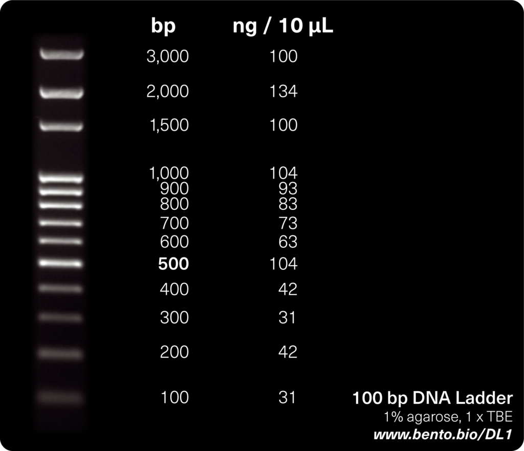 LADDER_DNA_100BP_RANGE_100BP_-1.5_KB_TRANSGEN_BIOTECH_CO.png LADDER DNA 100BP( RANGE 100BP -1.5 KB) - Imagen 1