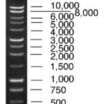 LADDER DNA 1KB X 500UL.