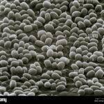 LAMINA PREPARADA BACILLUS ANTHRACIS ESPORAS.