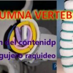 MAQUETA DE COLUMNA VERTEBRAL