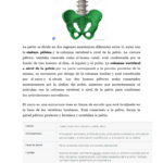 MAQUETA PELVIS FEMENINA X UNIDAD