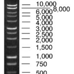 MARCADOR DE PESO MOLECULAR 1KB