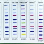 MARCADOR DE PESO MOLECULAR X 250UL