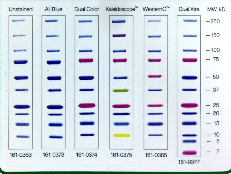 MARCADOR DE PESO MOLECULAR X 250UL - Imagen 1