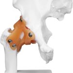 MODELO ANATOMICO DE ENSENANZA CADERA FEMENINA