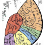 MODELO ANATOMICO DE ENSENANZA CEREBRO