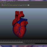 MODELO ANATOMICO DE ENSENANZA CORAZON
