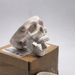 MODELO ANATOMICO DE ENSENANZA CRANEO