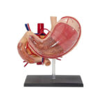 MODELO ANATOMICO DE ENSENANZA ESTOMAGO - 3 PARTES