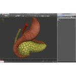 MODELO ANATOMICO DE ENSENANZA PANCREAS