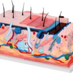 MODELO ANATOMICO DE ENSENANZA PIEL - CORTE TRANSVERSAL