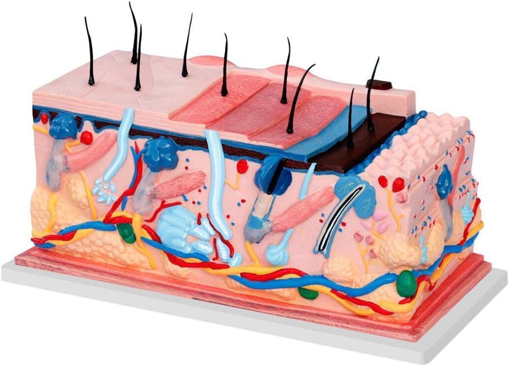 MODELO ANATOMICO DE ENSENANZA PIEL - CORTE TRANSVERSAL - Imagen 1