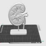 MODELO ANATOMICO DE ENSENANZA RINON