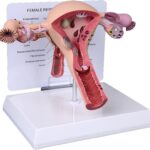 MODELO ANATOMICO DE ENSENANZA UTERO