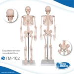 MODELO ESQUELETO DE TAMANO NATURAL C/ MUSCULOS Y LIGAMENTOS DE 1.80 M