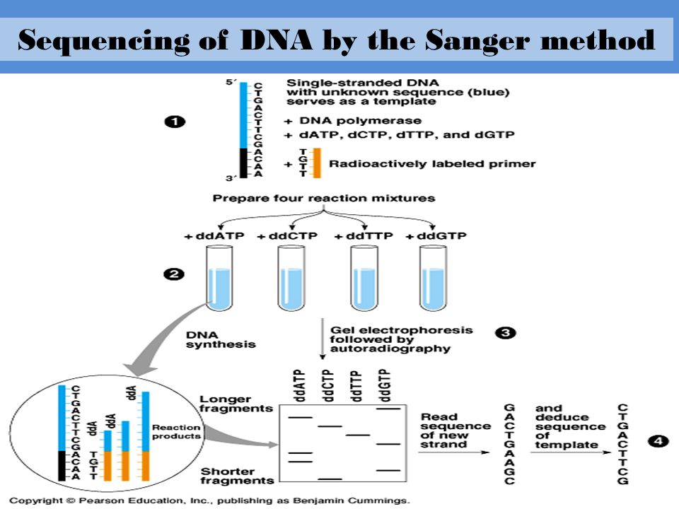 SERVICIO DE SECUENCIAMIENTO SANGER. PLACA 96 MUESTRAS CON PURIFICACION DEL PRODUCTO DE PCR (MUESTRA DEBE SER PRODUCTO DE PCR, SIN PURIFICACION). MARCA: MACROGEN - Imagen 1